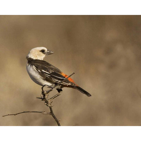Kenya White-headed buffalo weaver on limb Gold Ornate Wood Framed Art Print with Double Matting by Williams, Joanne