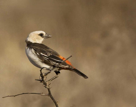 Kenya White-headed buffalo weaver on limb Black Ornate Wood Framed Art Print with Double Matting by Williams, Joanne