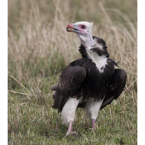 Kenya White-headed vulture standing in grass Black Modern Wood Framed Art Print by Williams, Joanne