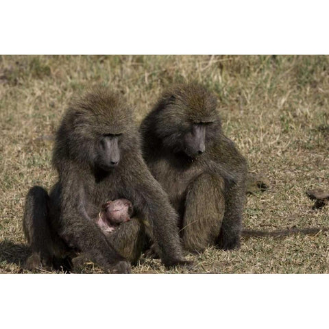 Kenya Mother baboon with newborn baby Black Modern Wood Framed Art Print by Williams, Joanne