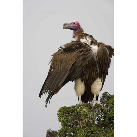 Kenya Lappet-faced vulture standing on treetop Black Modern Wood Framed Art Print by Williams, Joanne