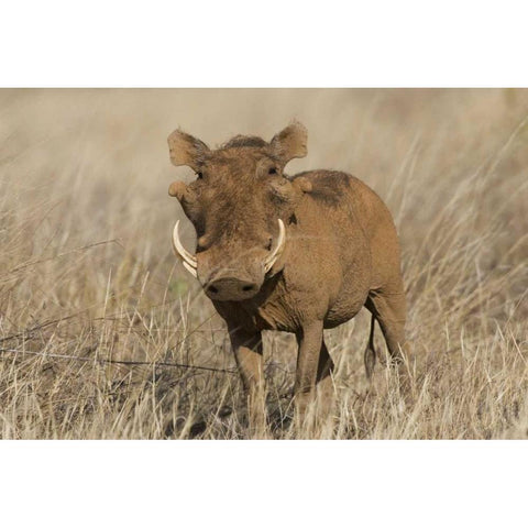 Kenya Frontal view of male warthog with tusks Black Modern Wood Framed Art Print by Williams, Joanne