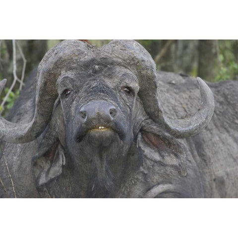Kenya Frontal view of Cape buffalo White Modern Wood Framed Art Print by Williams, Joanne