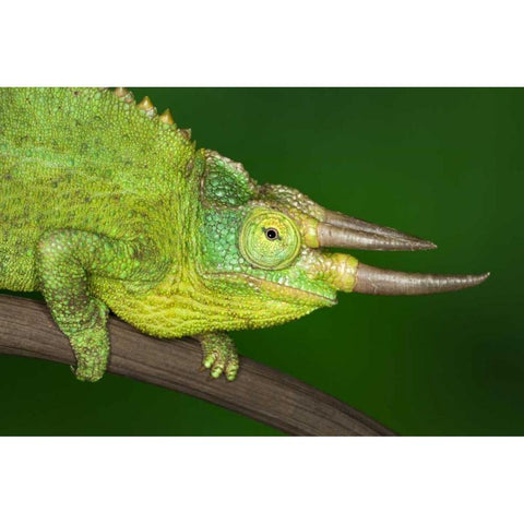 Kenya Close-up of Jacksons Chameleon on limb White Modern Wood Framed Art Print by Flaherty, Dennis