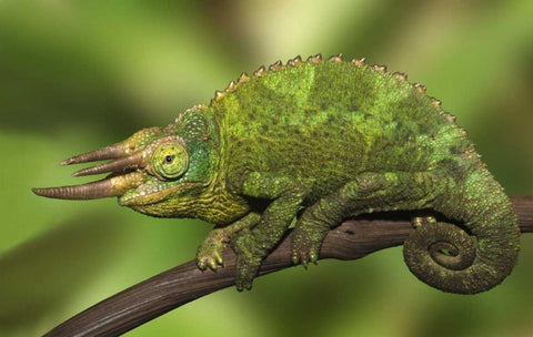 Kenya Close-up of Jacksons Chameleon on limb White Modern Wood Framed Art Print with Double Matting by Flaherty, Dennis