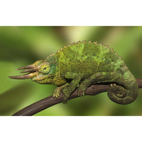 Kenya Close-up of Jacksons Chameleon on limb White Modern Wood Framed Art Print by Flaherty, Dennis