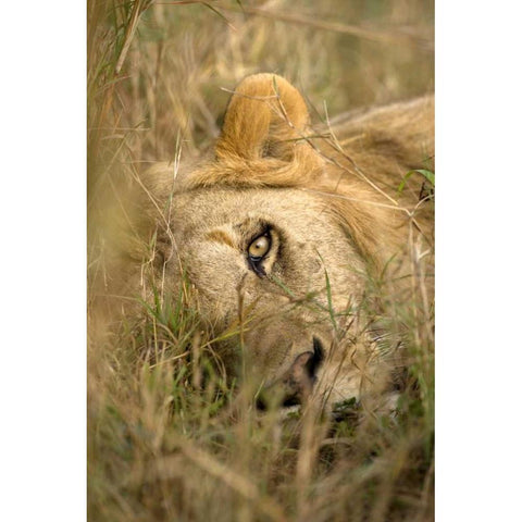 Kenya, Masai Mara Male lion sleeping in grass White Modern Wood Framed Art Print by Zuckerman, Jim