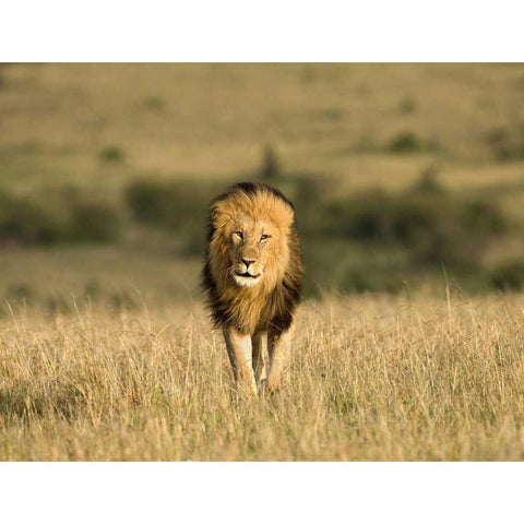 Kenya, Masai Mara Male lion walking in dry grass Black Modern Wood Framed Art Print by Zuckerman, Jim
