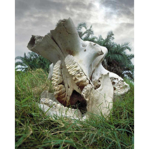 Kenya, Masai Mara Game Reserve Elephant skull Black Modern Wood Framed Art Print with Double Matting by Zuckerman, Jim