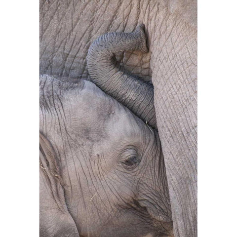 Kenya, Masai Mara Baby elephant nursing Gold Ornate Wood Framed Art Print with Double Matting by Zuckerman, Jim