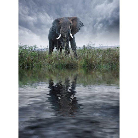 Kenya, Masai Mara Elephant reflecting in water White Modern Wood Framed Art Print by Zuckerman, Jim