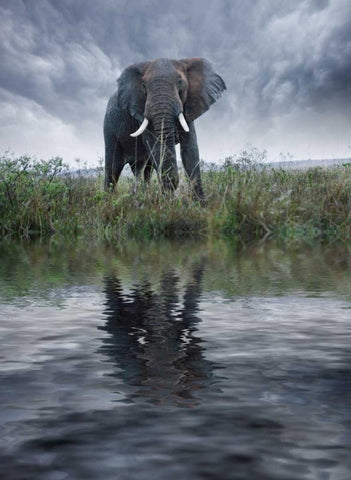 Kenya, Masai Mara Elephant reflecting in water White Modern Wood Framed Art Print with Double Matting by Zuckerman, Jim