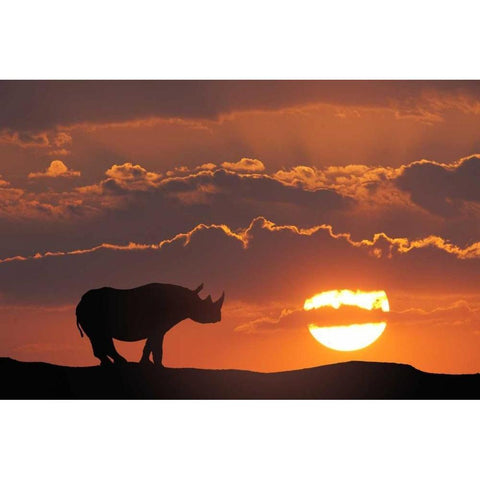 Kenya, Masai Mara White rhinos at sunset Black Modern Wood Framed Art Print by Zuckerman, Jim