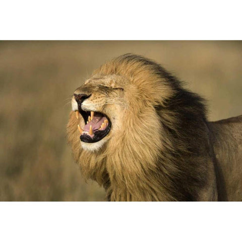 Kenya, Masai Mara Game Reserve Male lion roaring Black Modern Wood Framed Art Print by Zuckerman, Jim