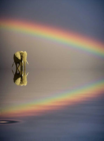 Kenya, Masai Mara Bull elephant and rainbow Black Ornate Wood Framed Art Print with Double Matting by Zuckerman, Jim