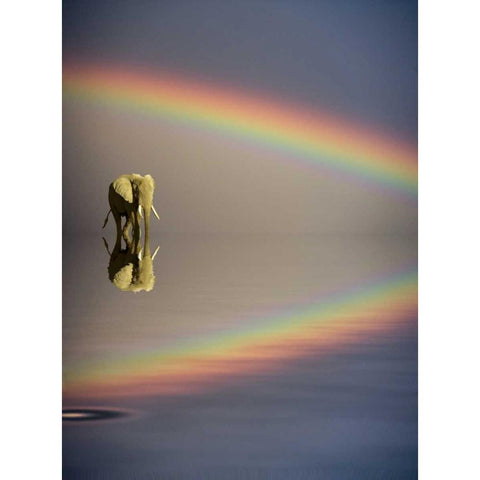 Kenya, Masai Mara Bull elephant and rainbow Black Modern Wood Framed Art Print by Zuckerman, Jim