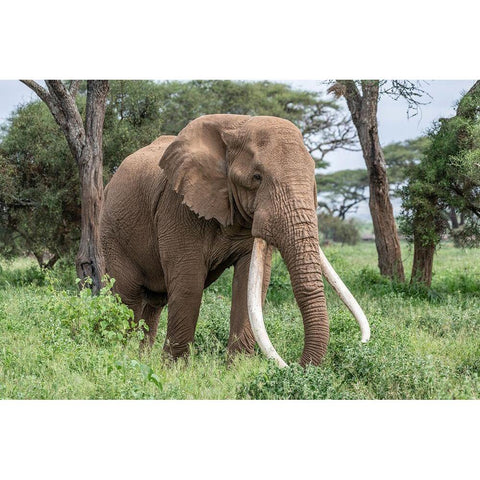 Africa-Kenya-Amboseli National Park Close-up of elephant  Gold Ornate Wood Framed Art Print with Double Matting by Jaynes Gallery