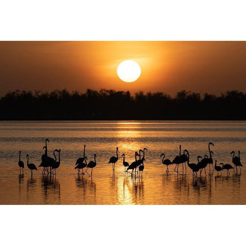 Africa-Kenya-Amboseli National Park Greater flamingos in water at sunrise  Black Modern Wood Framed Art Print by Jaynes Gallery