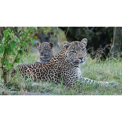 Africa-Kenya-Maasai Mara National Reserve Close-up of leopard mother and cub  White Modern Wood Framed Art Print by Jaynes Gallery
