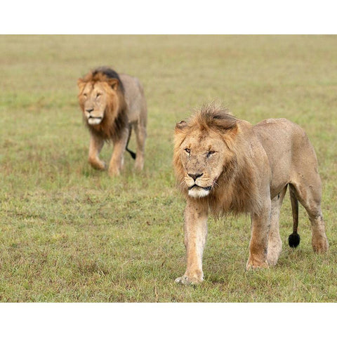 Africa-Kenya-Maasai Mara National Reserve Close-up of two walking lions  Black Modern Wood Framed Art Print with Double Matting by Jaynes Gallery