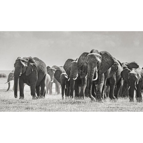 Africa-African elephant-Amboseli National Park Panoramic of front of elephant herd walking  Gold Ornate Wood Framed Art Print with Double Matting by Jaynes Gallery
