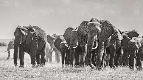 Africa-African elephant-Amboseli National Park Panoramic of front of elephant herd walking  White Modern Wood Framed Art Print with Double Matting by Jaynes Gallery