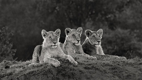 Africa-Kenya-Maasai Mara National Reserve Three resting lions  Black Ornate Wood Framed Art Print with Double Matting by Jaynes Gallery