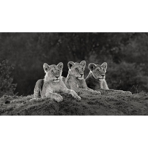 Africa-Kenya-Maasai Mara National Reserve Three resting lions  White Modern Wood Framed Art Print by Jaynes Gallery