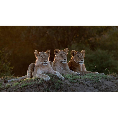 Africa-Kenya-Maasai Mara National Reserve Three resting lions  White Modern Wood Framed Art Print by Jaynes Gallery