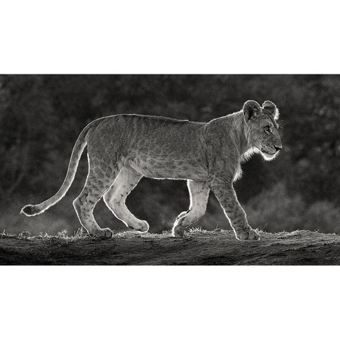 Africa-Kenya-Maasai Mara National Reserve Backlit close-up of young lion  Gold Ornate Wood Framed Art Print with Double Matting by Jaynes Gallery