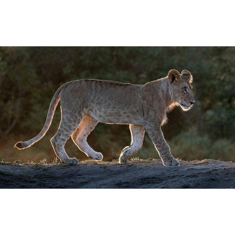 Africa-Kenya-Maasai Mara National Reserve Backlit close-up of young lion  Black Modern Wood Framed Art Print with Double Matting by Jaynes Gallery