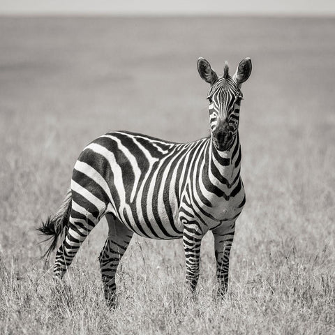 Africa-Kenya-Maasai Mara National Reserve Close-up of lone zebra  Black Modern Wood Framed Art Print by Jaynes Gallery