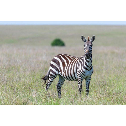 Africa-Kenya-Maasai Mara National Reserve Close-up of lone zebra  Black Modern Wood Framed Art Print by Jaynes Gallery