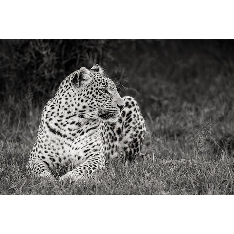 Africa-Kenya-Maasai Mara National Reserve Close-up of resting leopard  Black Modern Wood Framed Art Print by Jaynes Gallery