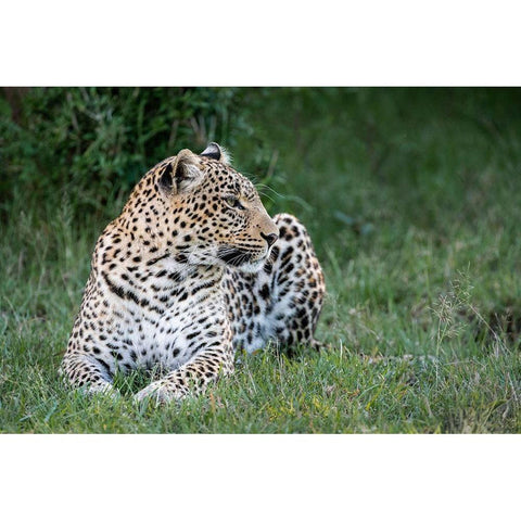 Africa-Kenya-Maasai Mara National Reserve Close-up of resting leopard  Black Modern Wood Framed Art Print by Jaynes Gallery