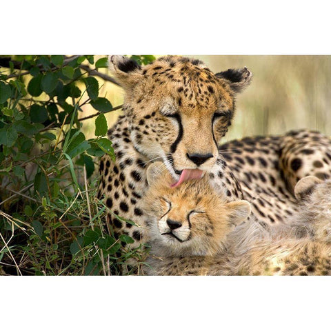Kenya-Masai Mara National Reserve Cheetah mother grooming cub Gold Ornate Wood Framed Art Print with Double Matting by Jaynes Gallery