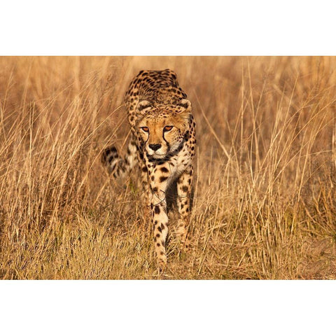 Kenya-Masai Mara National Reserve Cheetah close-up at sunset Black Modern Wood Framed Art Print by Jaynes Gallery