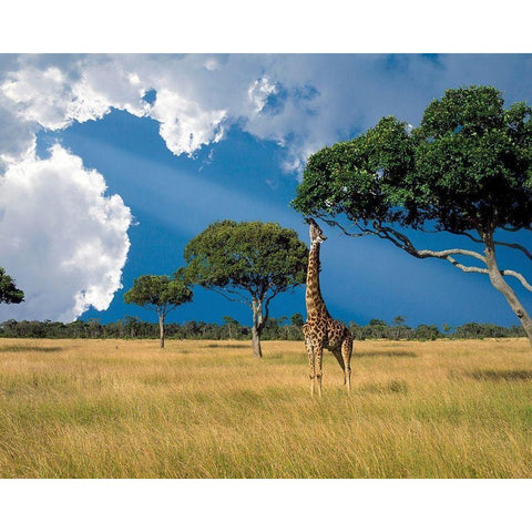 Kenya-Masai Mara Conservancy Black Modern Wood Framed Art Print with Double Matting by Jaynes Gallery