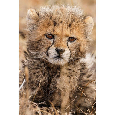 Kenya-Masai Mara National Reserve Cheetah cub close-up Black Modern Wood Framed Art Print by Jaynes Gallery