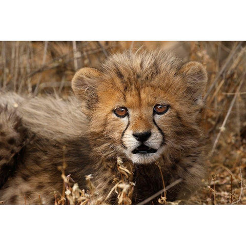 Kenya-Masai Mara National Reserve Cheetah cub close-up Black Modern Wood Framed Art Print by Jaynes Gallery