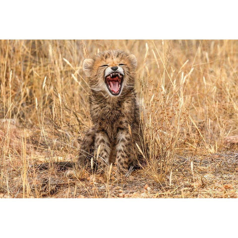 Kenya-Masai Mara National Reserve Close-up of cheetah cub yawning Black Modern Wood Framed Art Print by Jaynes Gallery