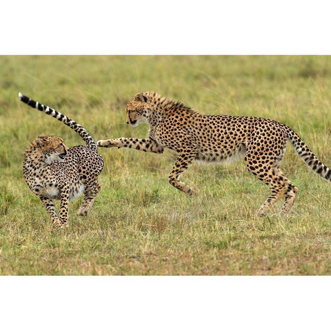 Kenya-Masai Mara National Reserve Young cheetahs playing White Modern Wood Framed Art Print by Jaynes Gallery