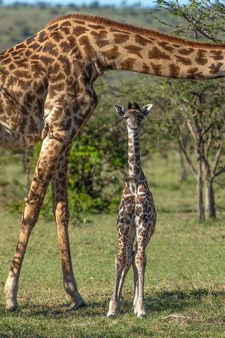 Kenya-Masai Mara Conservancy Mother and newborn giraffe close-up White Modern Wood Framed Art Print with Double Matting by Jaynes Gallery