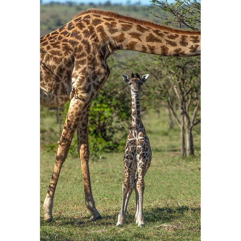 Kenya-Masai Mara Conservancy Mother and newborn giraffe close-up Black Modern Wood Framed Art Print by Jaynes Gallery
