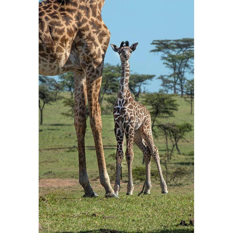 Kenya-Kenya-Masai Mara Conservancy Group of adult giraffes Mother and newborn giraffe close-up White Modern Wood Framed Art Print by Jaynes Gallery