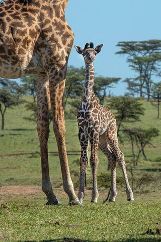 Kenya-Kenya-Masai Mara Conservancy Group of adult giraffes Mother and newborn giraffe close-up Black Ornate Wood Framed Art Print with Double Matting by Jaynes Gallery
