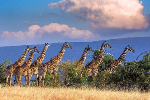 Kenya-Masai Mara Conservancy Group of adult giraffes Black Ornate Wood Framed Art Print with Double Matting by Jaynes Gallery