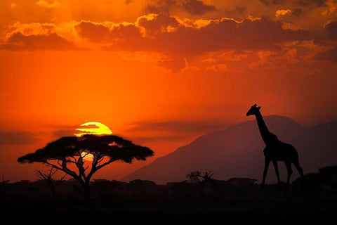 Kenya-Amboseli National Park Abstract sunset with giraffe and acacia tree silhouettes Black Ornate Wood Framed Art Print with Double Matting by Jaynes Gallery