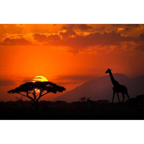 Kenya-Amboseli National Park Abstract sunset with giraffe and acacia tree silhouettes Black Modern Wood Framed Art Print by Jaynes Gallery