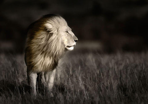 Kenya-Masai Mara National Reserve Abstract of male lion standing in field White Modern Wood Framed Art Print with Double Matting by Jaynes Gallery